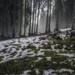 forest nature snow 4058 824x550 1